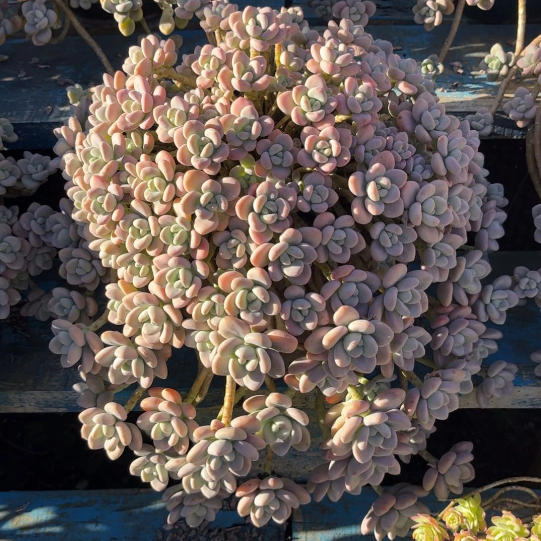 新疆西藏内蒙不发货，物流到家