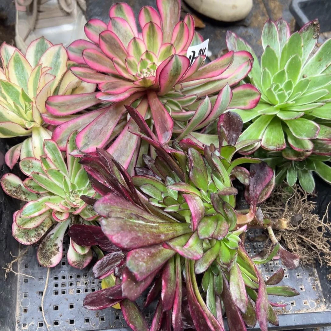 84筐多肉植物直枝