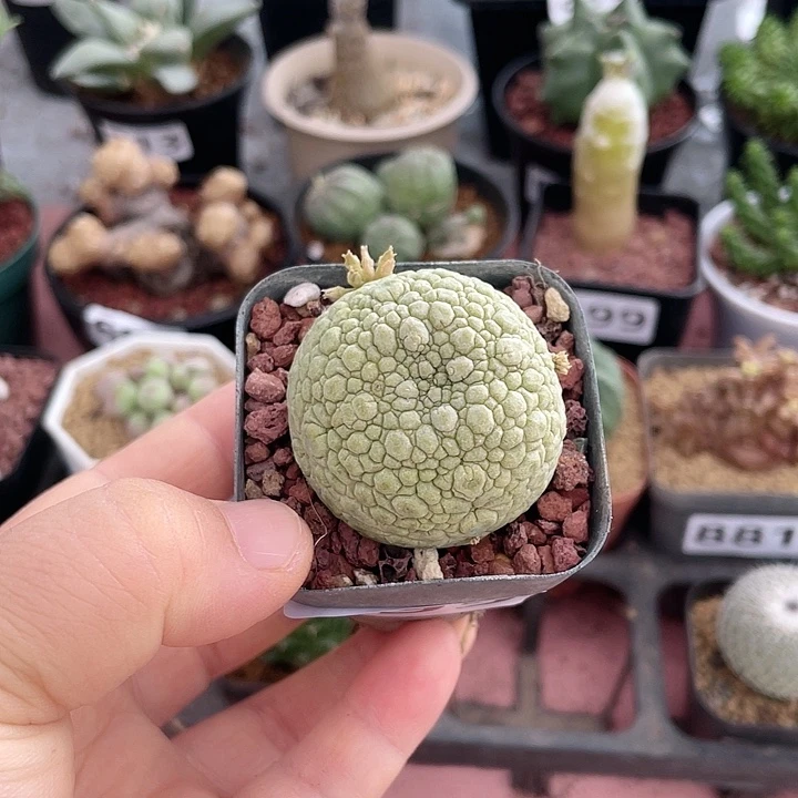 啾***呱895实生凝提玉仙人球