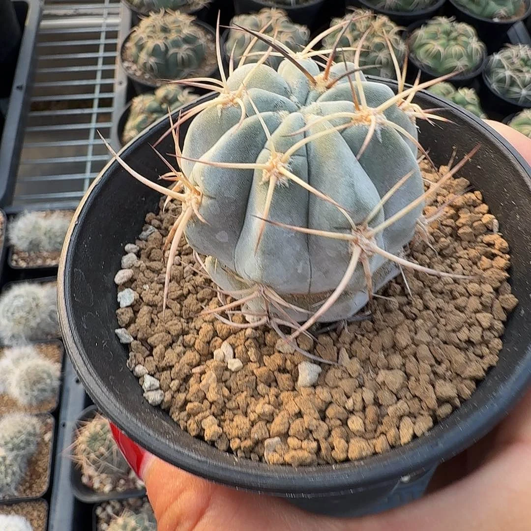 实生阿寒玉脱土发货