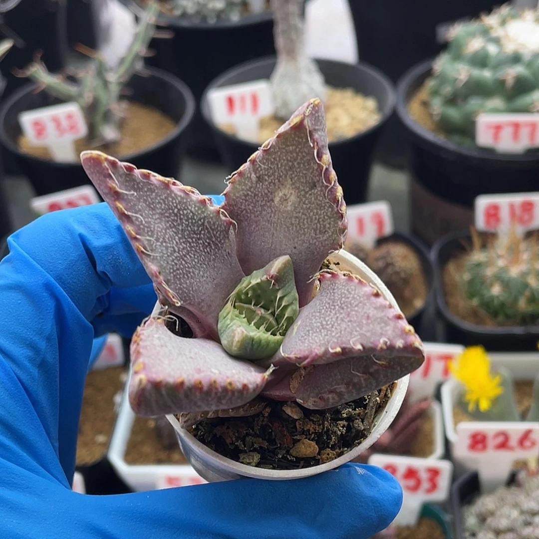 实生紫皮狂澜怒涛仙人球