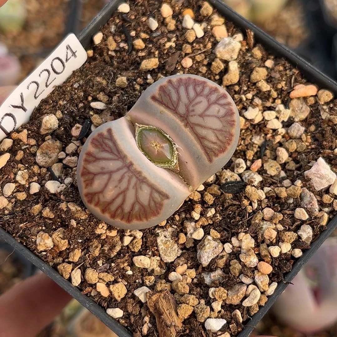一物一拍菊母本2204莲花纹