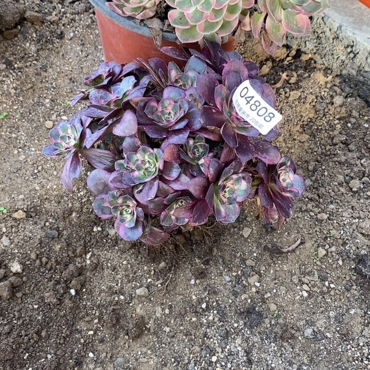 04808魅金玫瑰金多肉植物