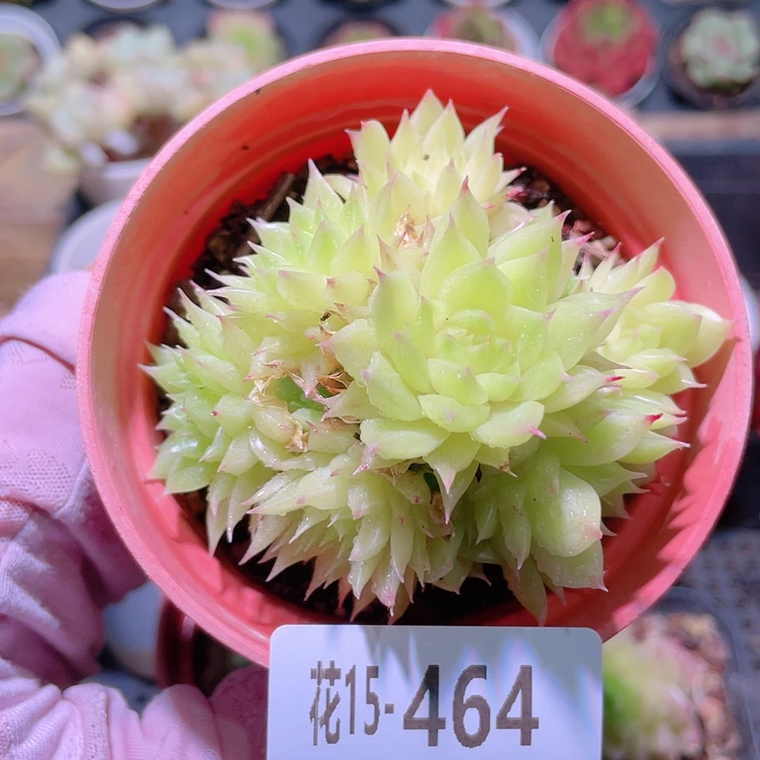 花利美15-464麦秆