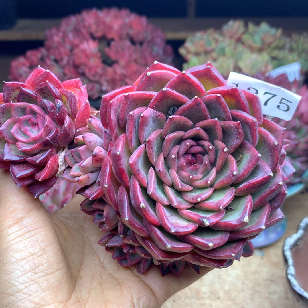 张*然1375杂交多肉植物基地