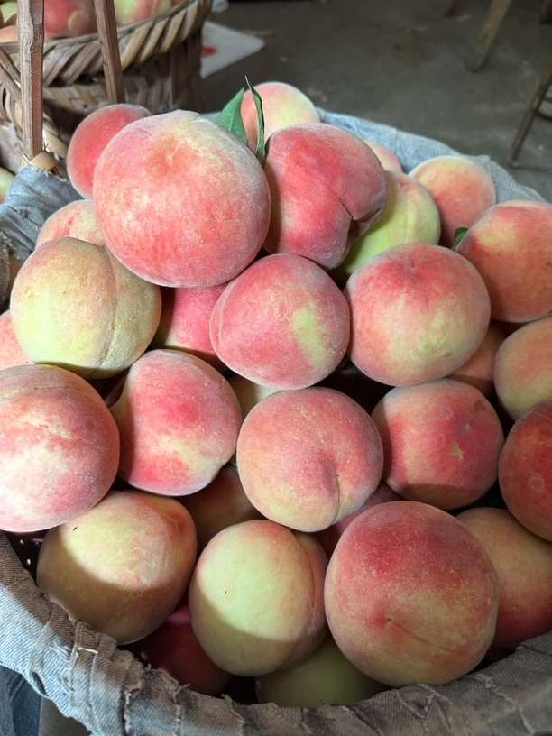 【福建省内包邮】福建古田水蜜桃脆甜桃子当季水果现摘现发礼盒装