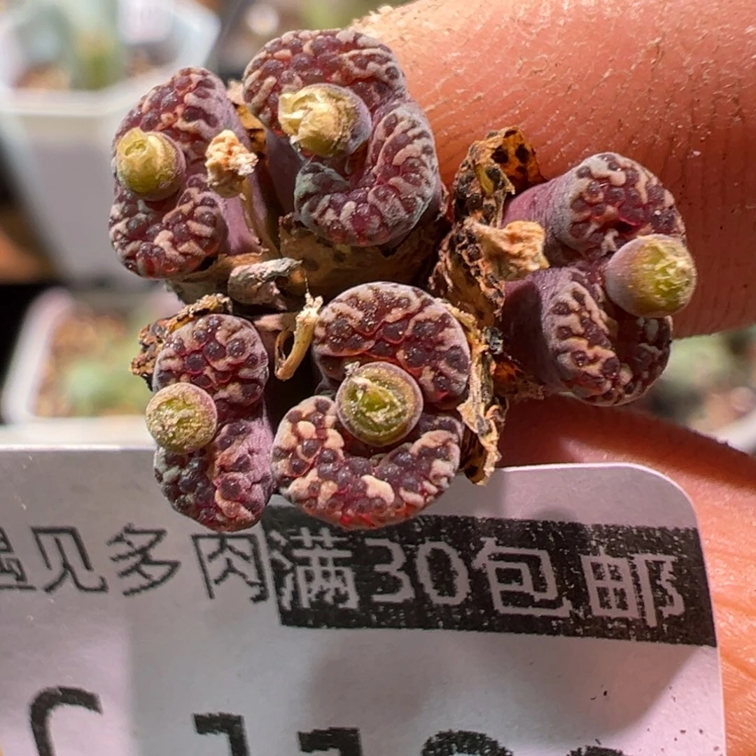 1189 多肉植物11111111111111