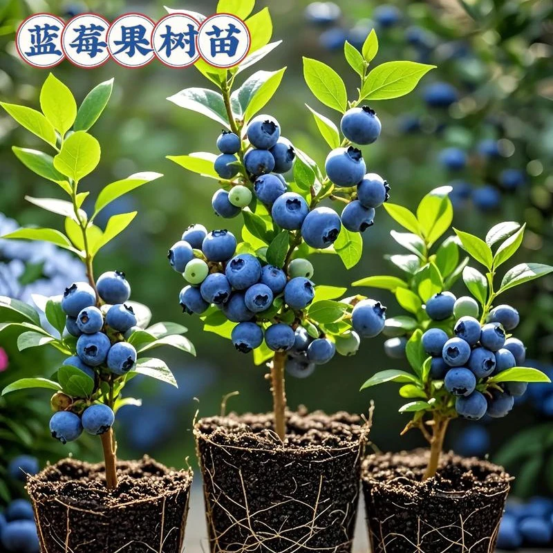 蓝莓树果苗室内外种植蓝莓苗盆栽当年结果阳台绿植南北方果树苗
