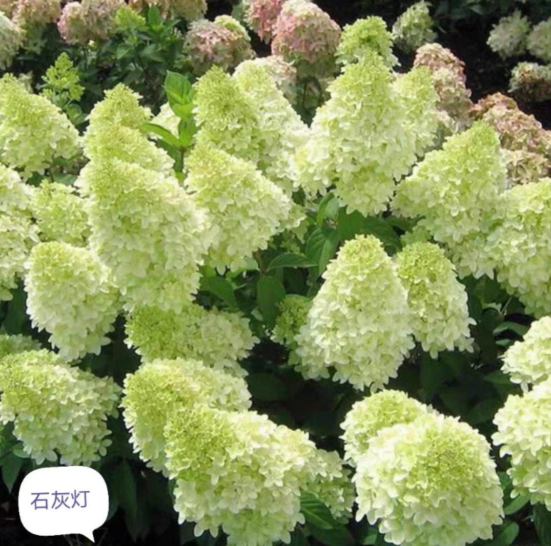 石灰灯 木本圆锥绣球盆栽 耐热耐晒耐寒可变色绣球