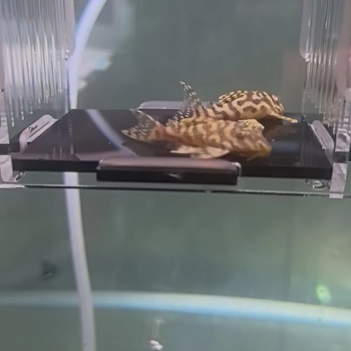 清道夫13 号，黄金帝王迷宫，2 条，包邮包路损，偏远除外