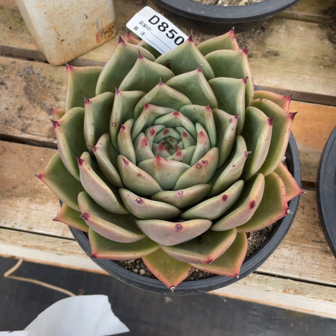 无花朵若如东云单拍D850