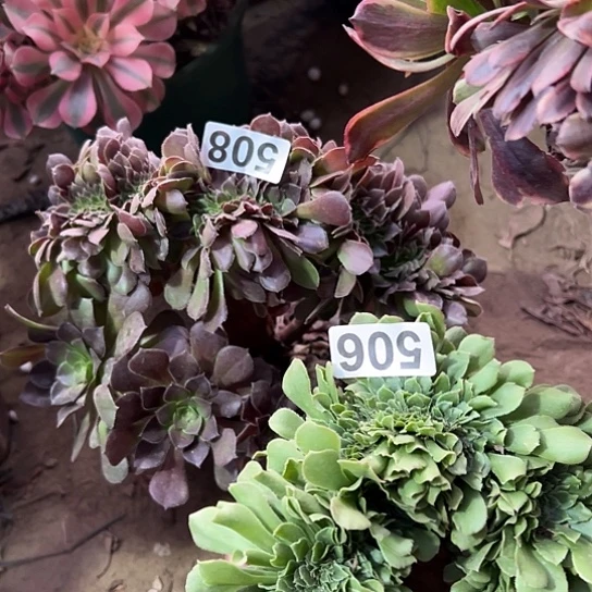 用***5多肉植物两个微瑕508.506