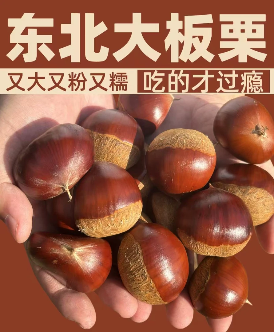 粉糯大板栗东北老品种大板栗精选超大果内皮易削