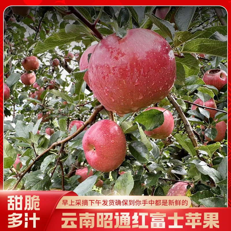 正宗云南昭通冰糖心红富士丑苹果新鲜脆甜多汁产地直发孕妇水果