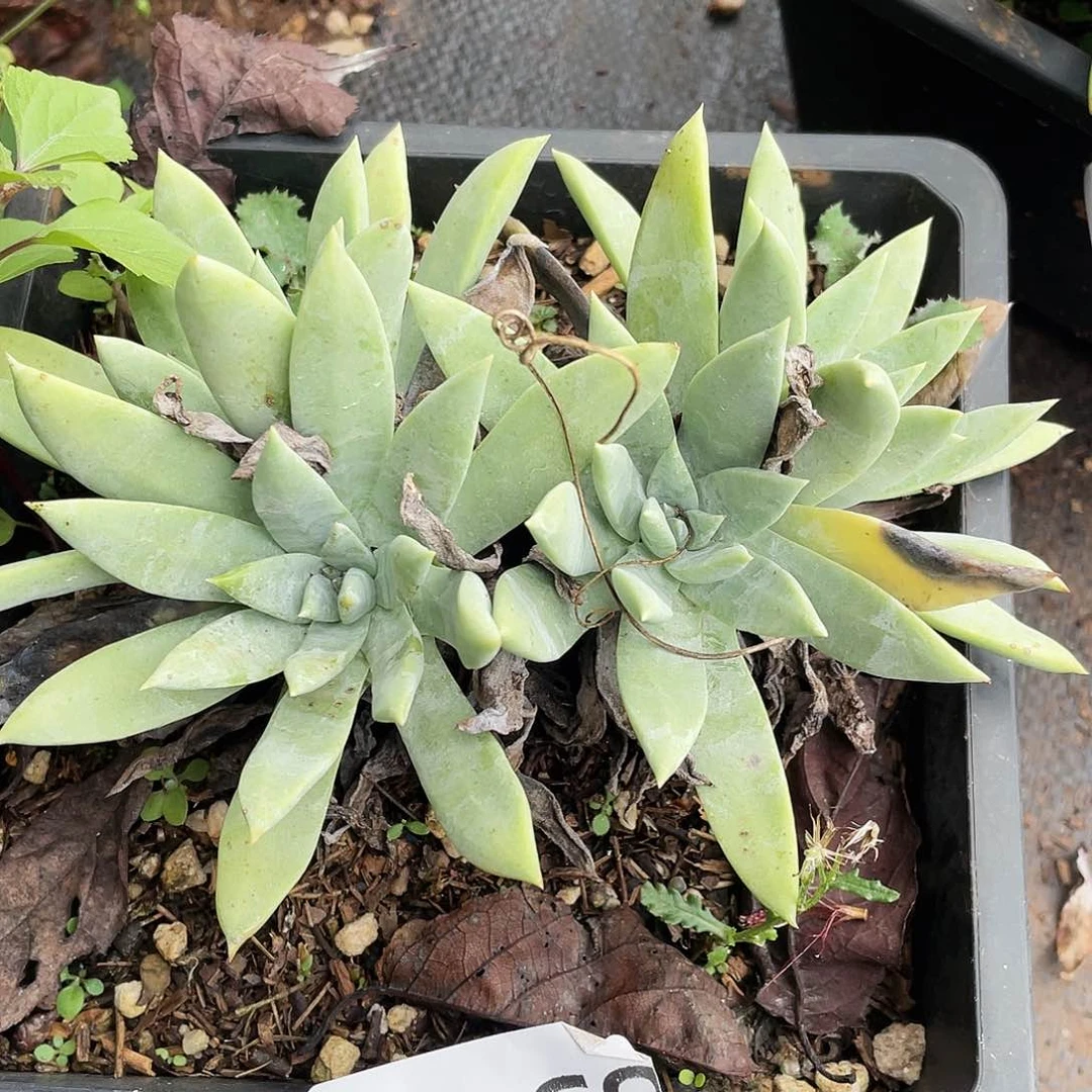 大花朵苹果叶老桩8562