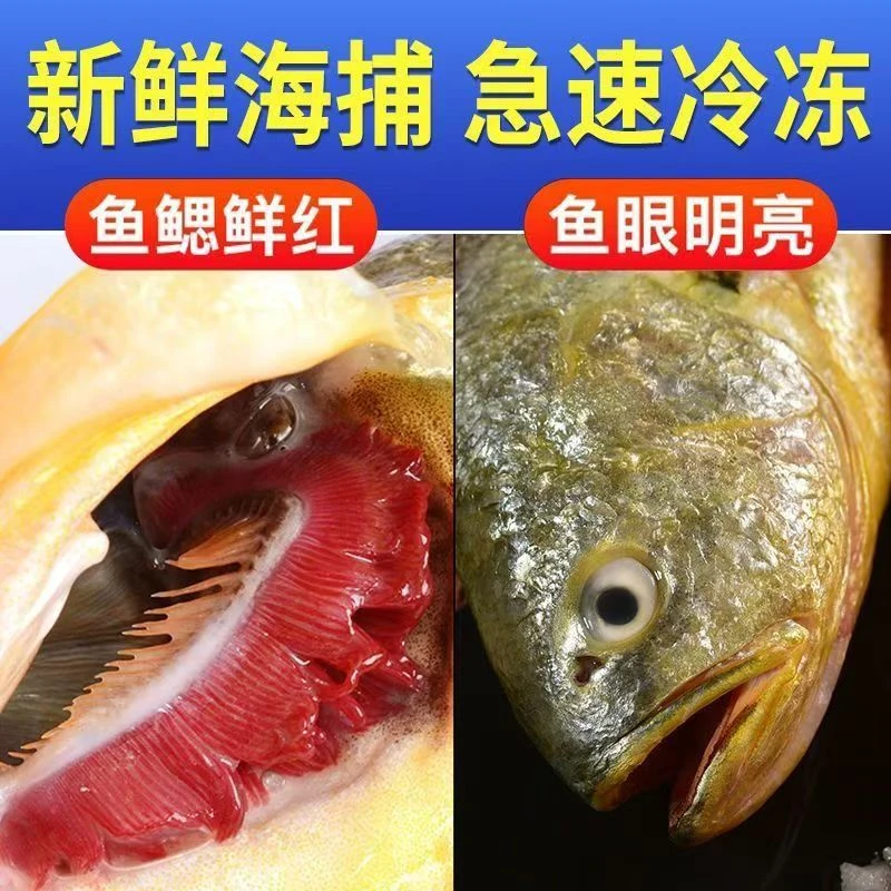 新疆包邮新鲜海捕正宗大黄鱼 过年必备 4条 一条400-450g