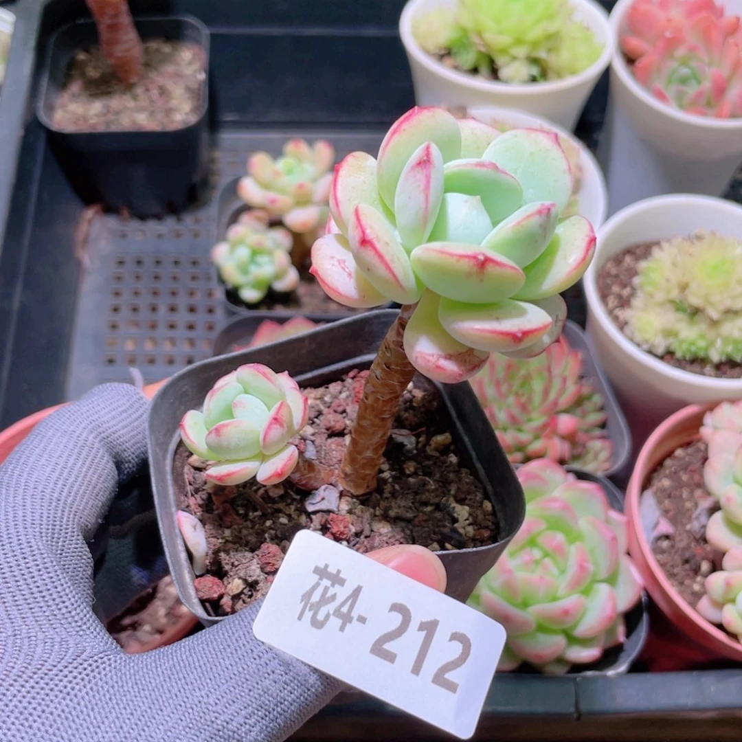 花利美 4-212香草