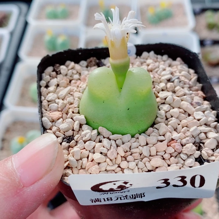 喜***岩生石花花花花花花330