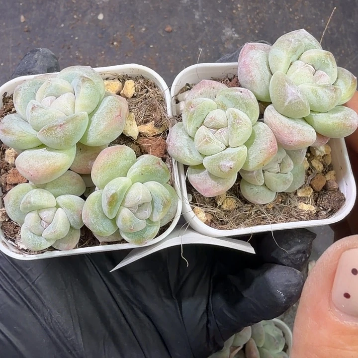 200 号到手1框江北多肉