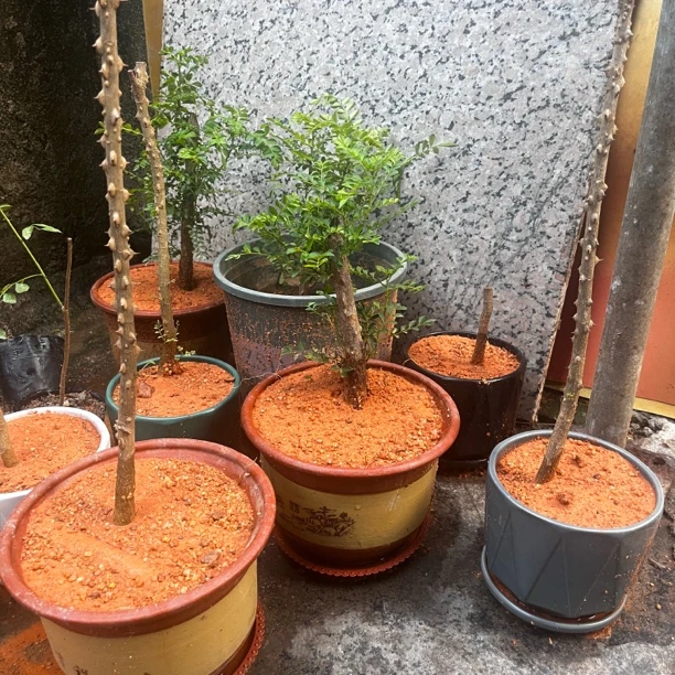 南方花椒树苗无叶发货浇水几天就长出新芽家里种两棵你懂的