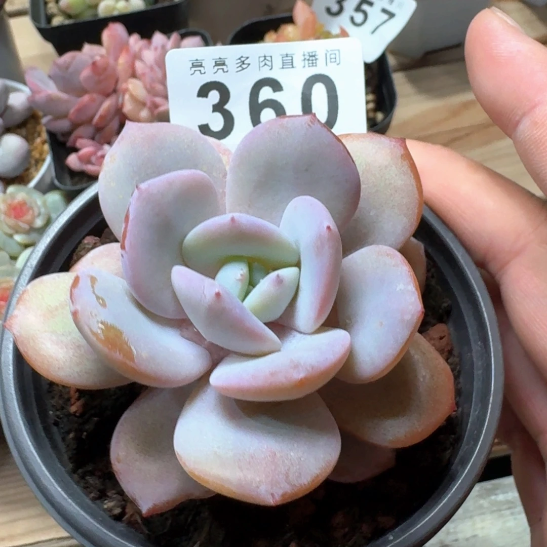 奶茶            精美多肉植物