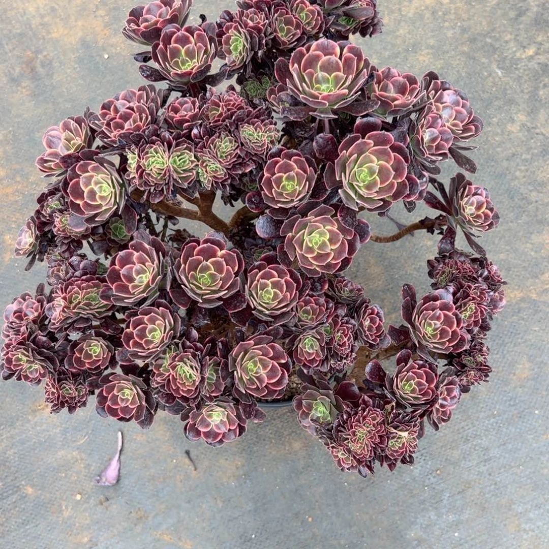 欧嘉莉缀化朵缀老桩