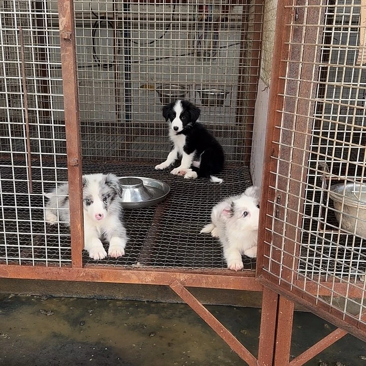 399黑白边牧幼犬边境牧羊犬
