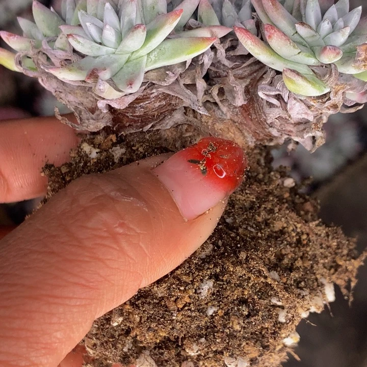 白菊  （满9.99包邮不满9.99发叶子）