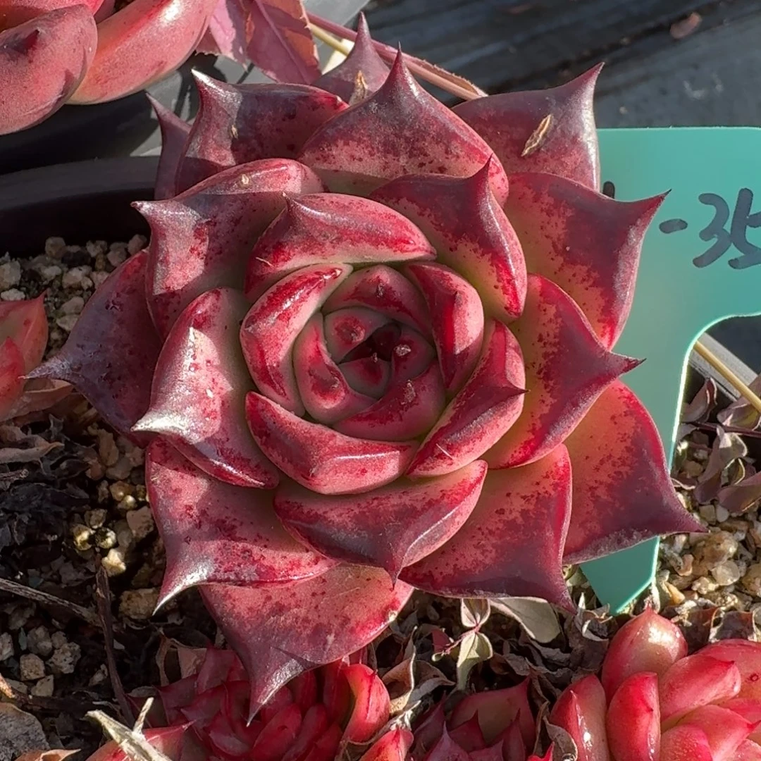 从前慢多肉精选编号0104.35