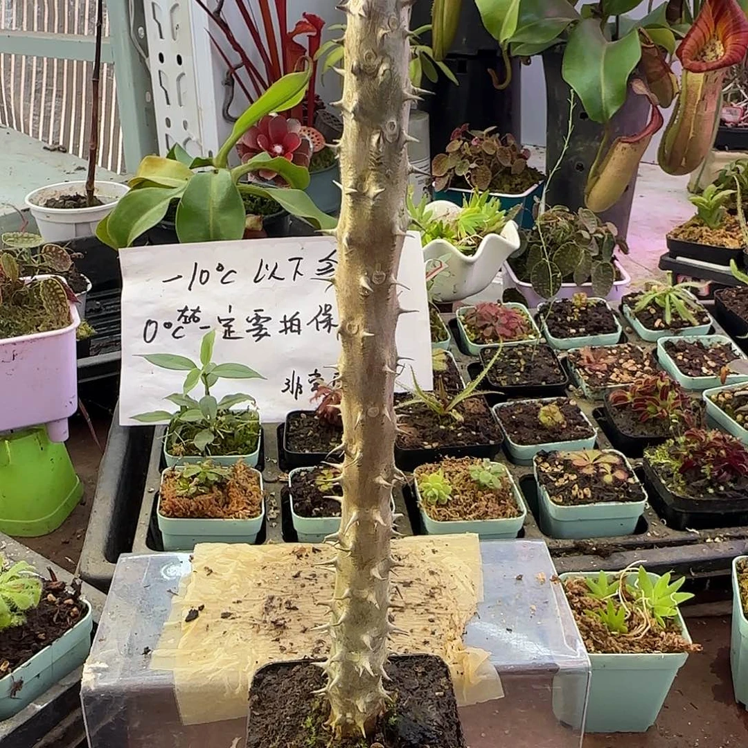 无花朵开局一根棒虎刺梅