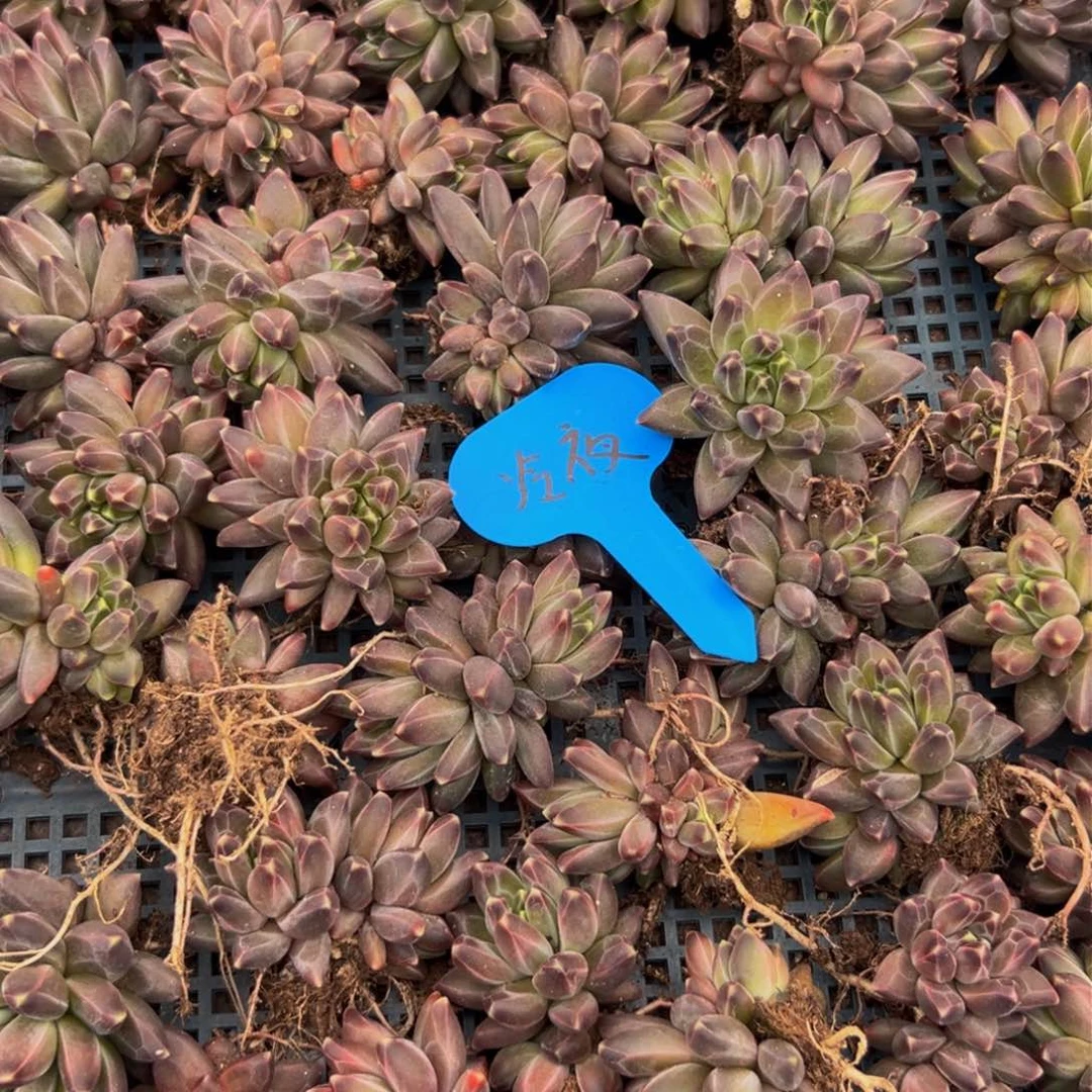 6颗一组 大小不等大小不等