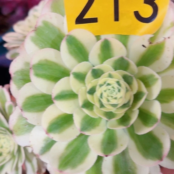 多肉植物福利213