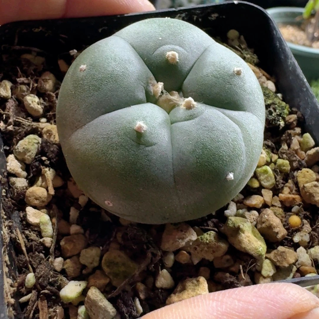 706蓝白肌银鱼脱土发货