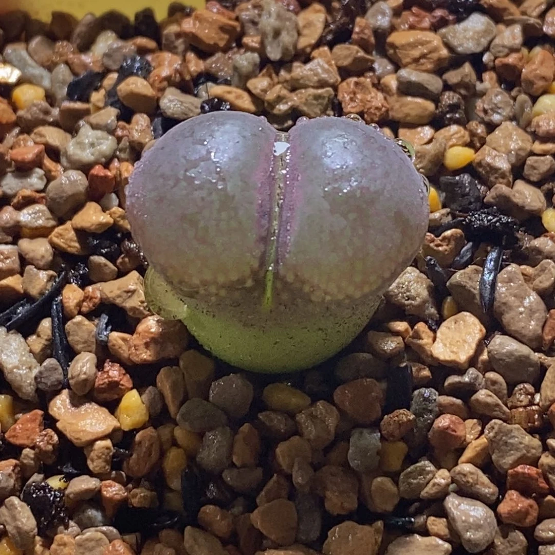 帕法德帕法德帕法德