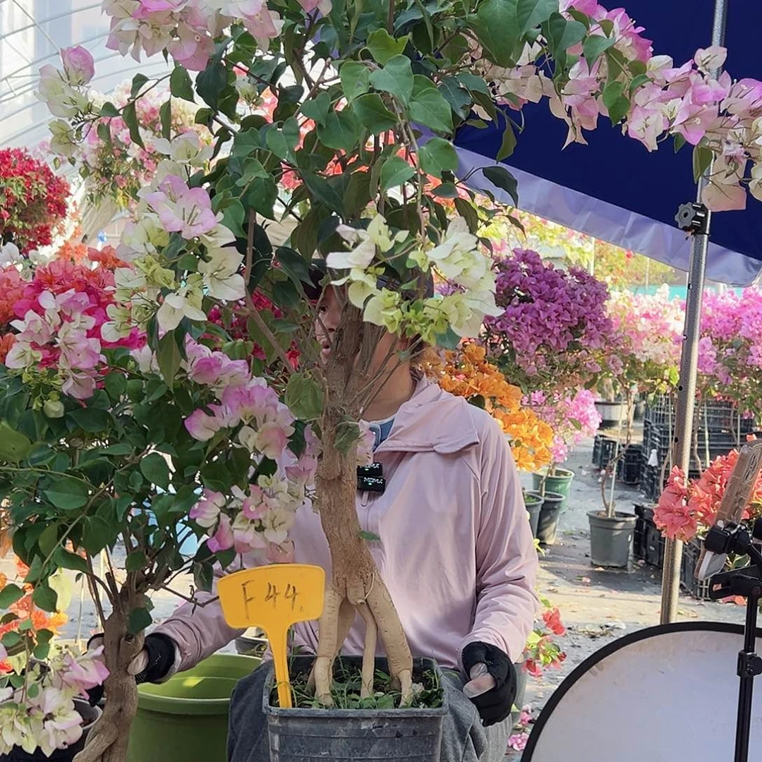 舒***心大部分花苞少量开放F44绿樱