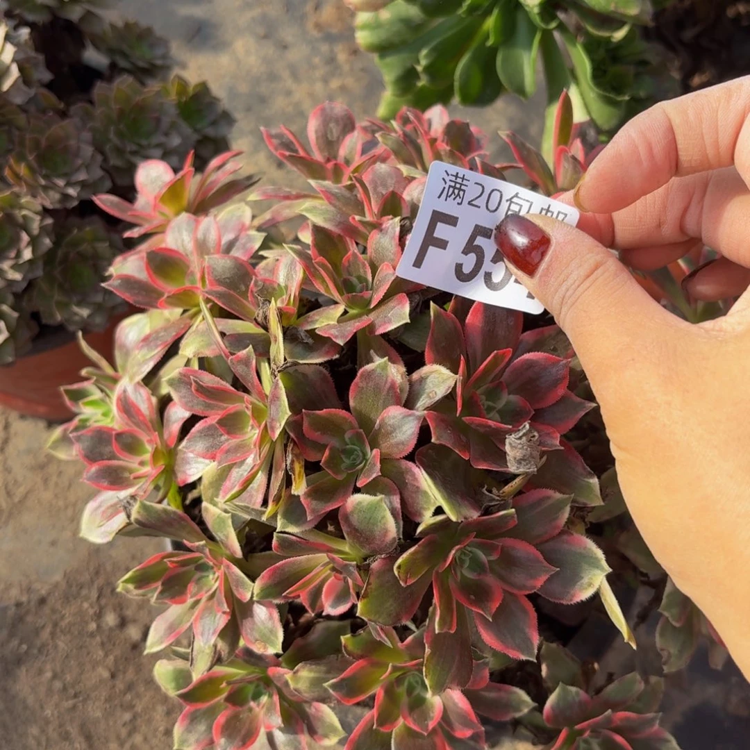 554多肉植物捧花的时候