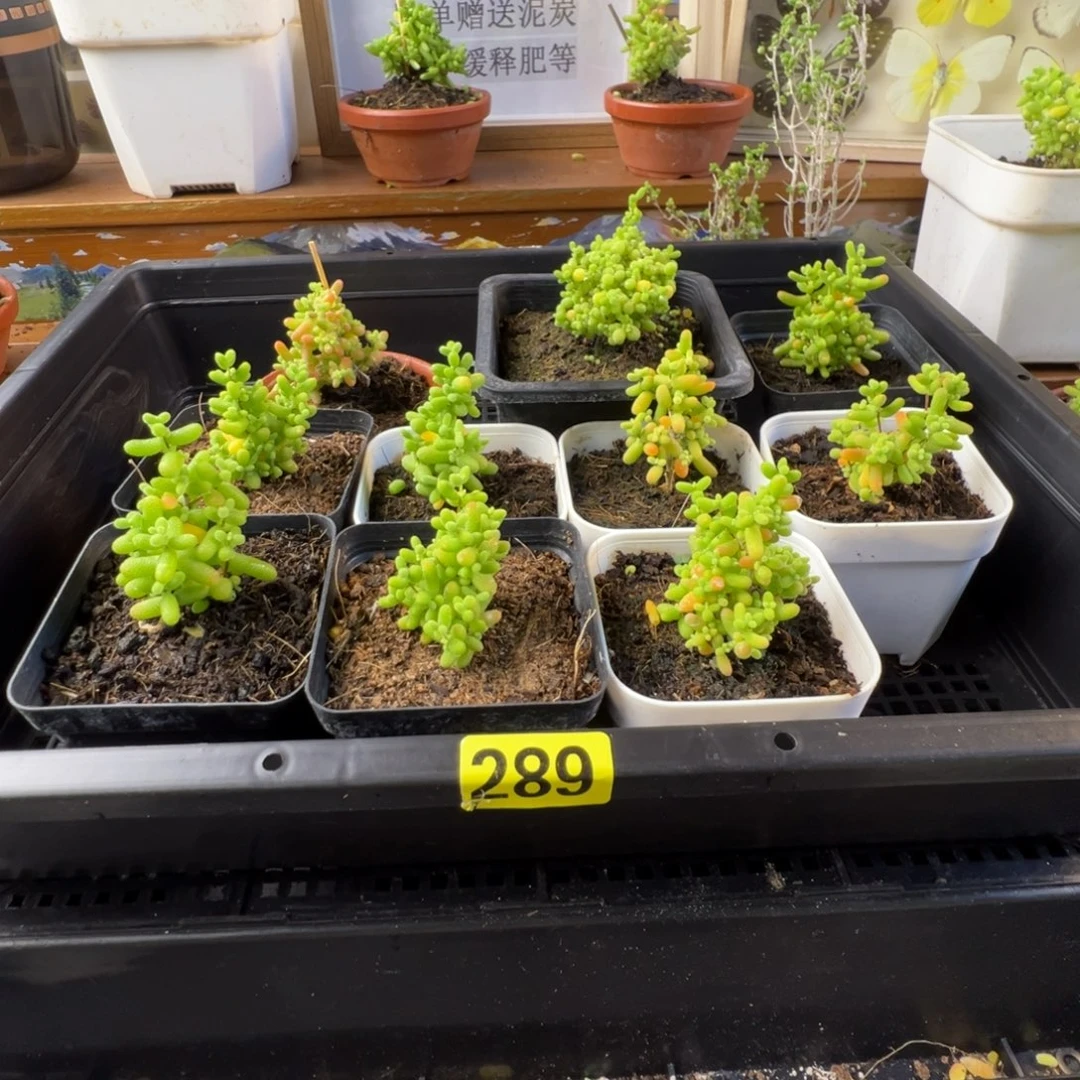枝干东西批发价289