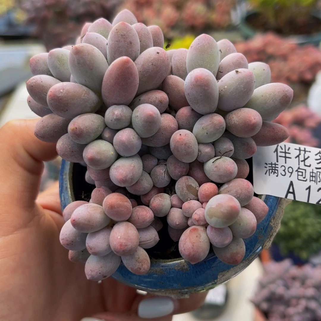 1206-汤圆奶酪多肉6cm
