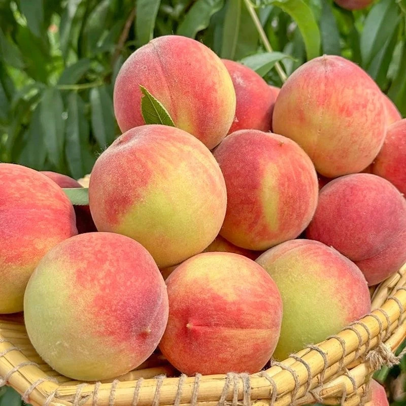 【凌晨采摘】脆蜜桃红不软脆桃新鲜水蜜桃鲜甜多汁脆应季水果3/5斤