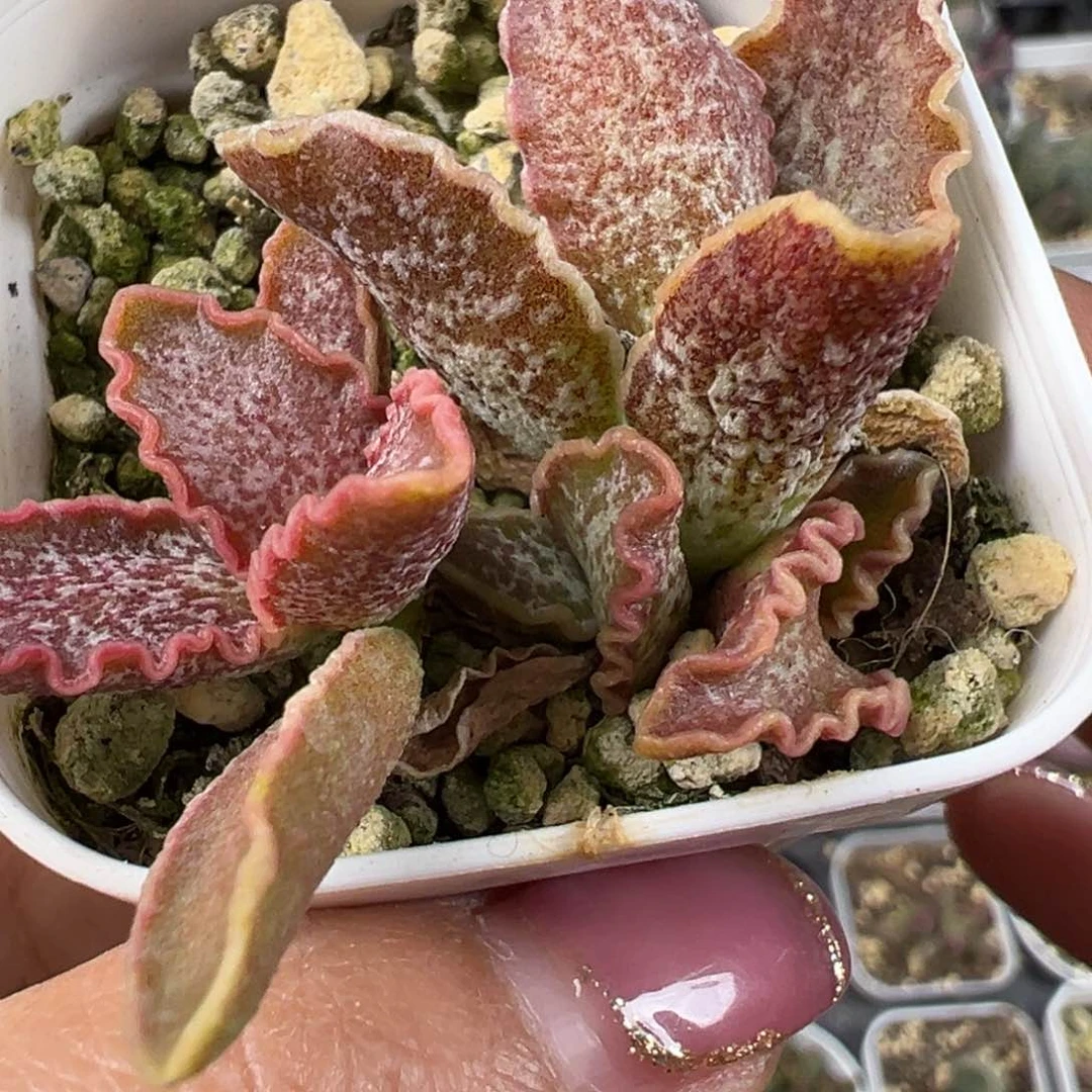 大波浪水泡多肉植物