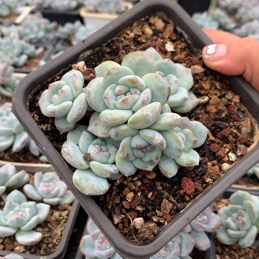 开播福利哈哈哈哈哈哈哈哈