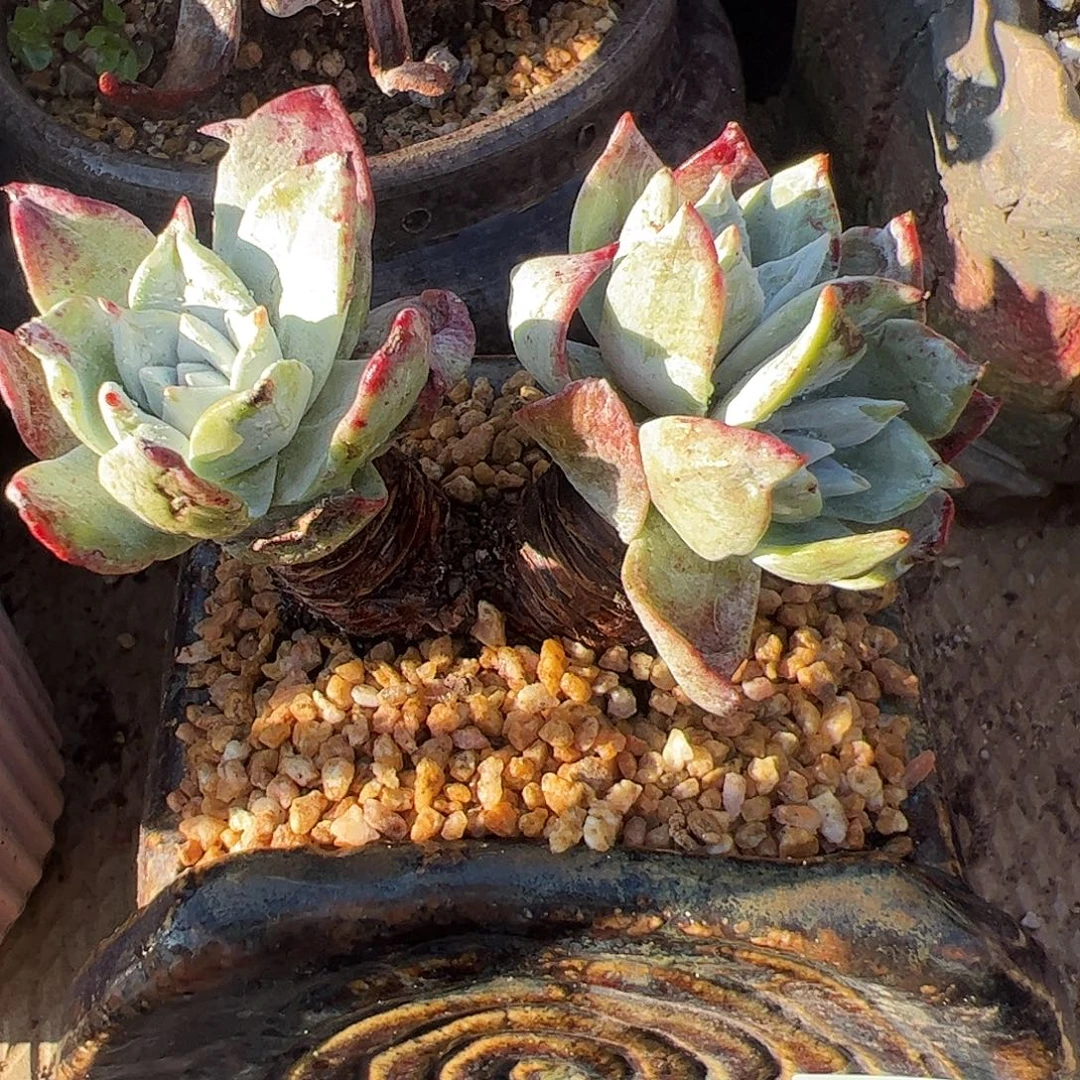 5431流丹苹果叶仙女杯