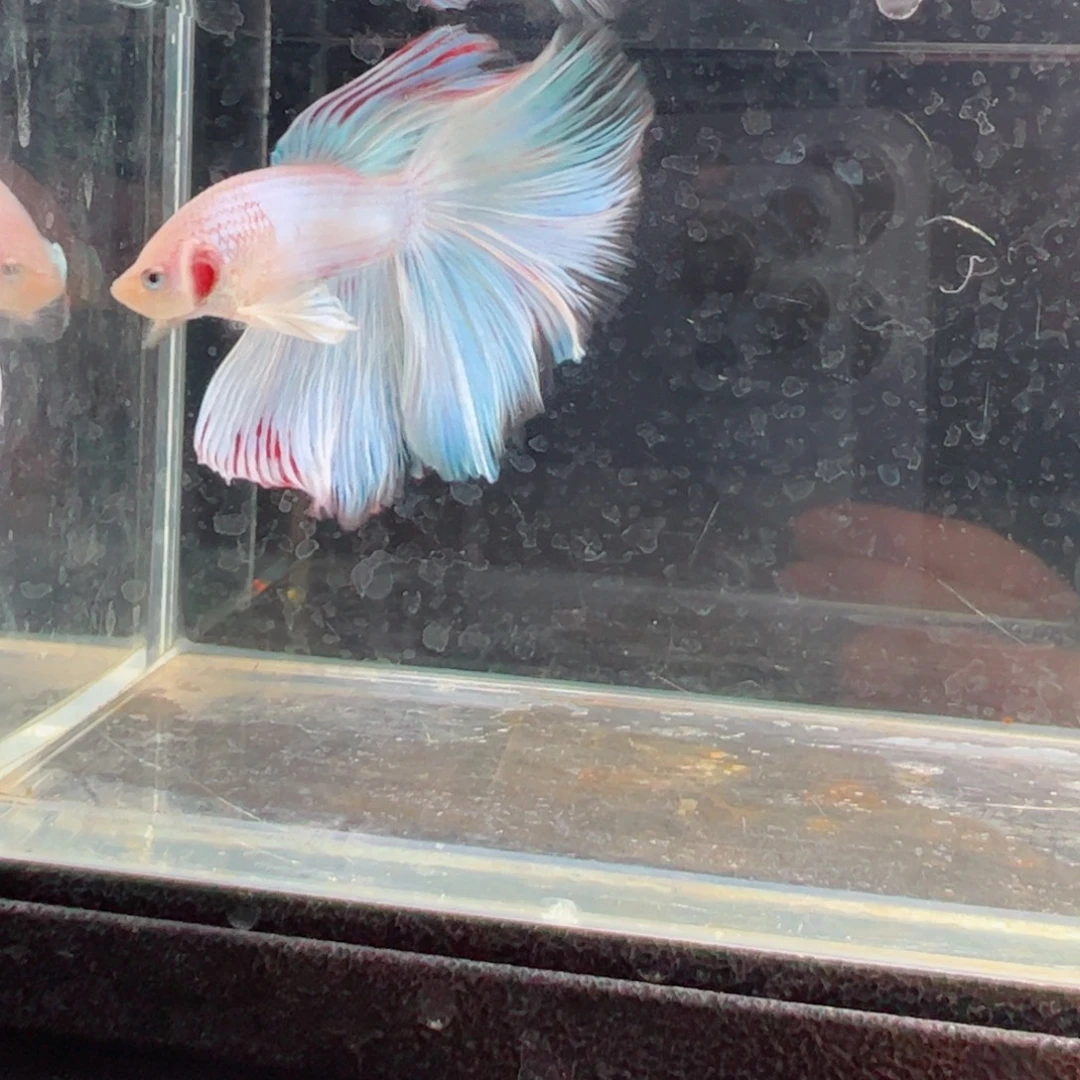 斗鱼浅色仙仙裙特殊尾