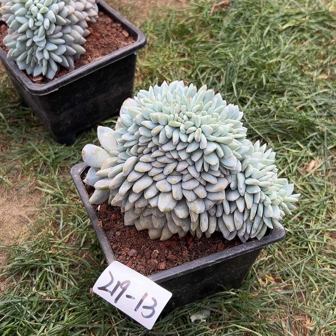 219-13橙子缀叶插多肉