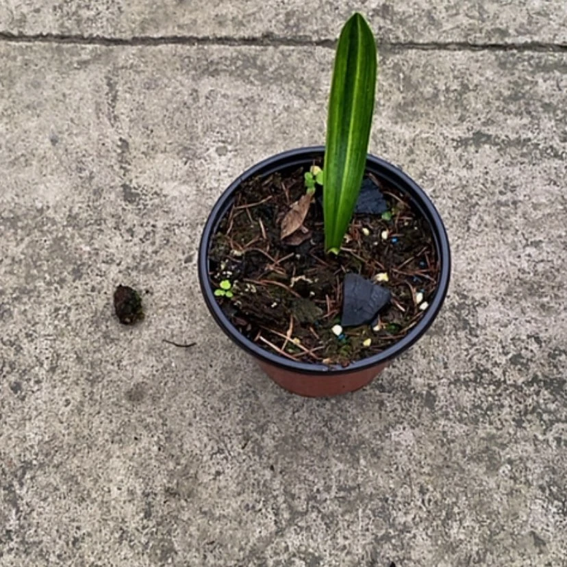 【闪购商品】当前无花朵，栽培后可花朵雨*蒙