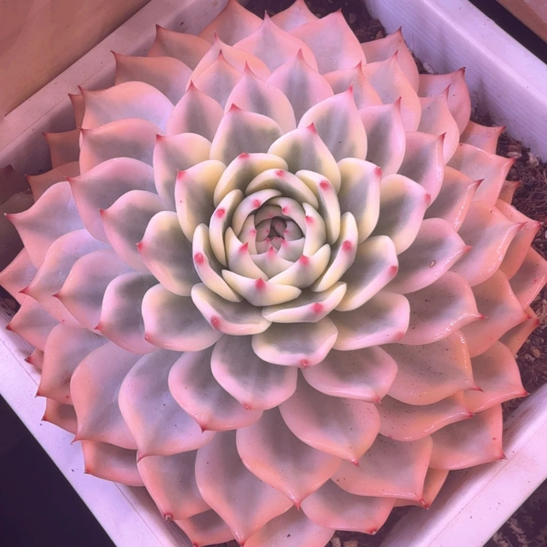 娃娃锦 多肉植物锦