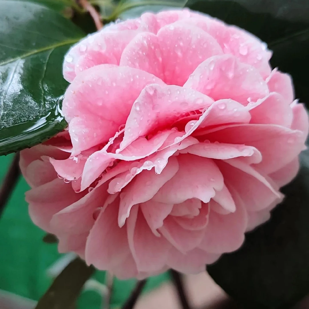 粉嫦娥茶花老桩熟桩