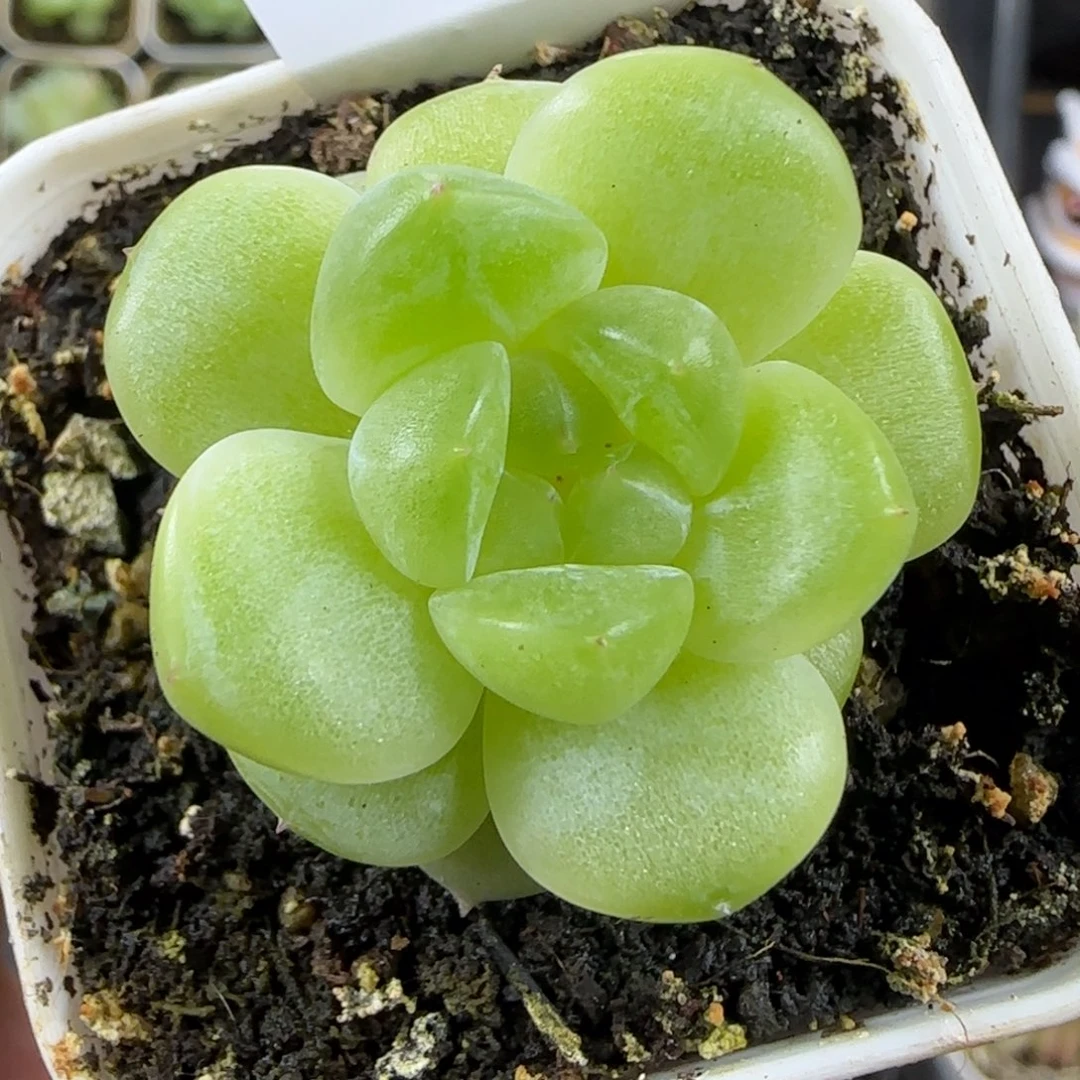 吱***吱东篱下多肉植物哈哈哈哈哈