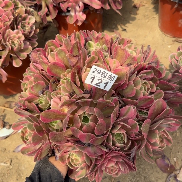 妖月……多肉植物……