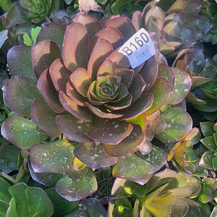 160魅金多肉法师不包断枝